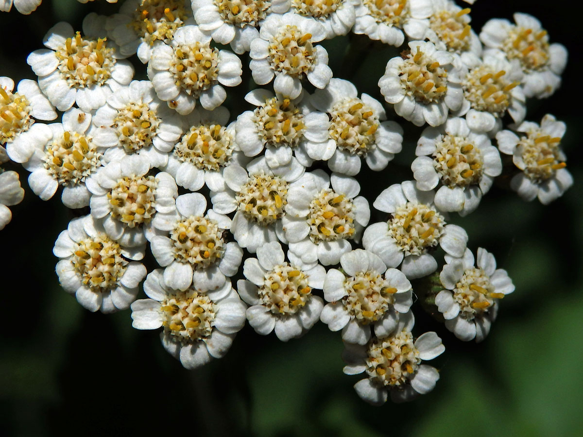 Řebříček širolistý (Achillea macrophylla L.)