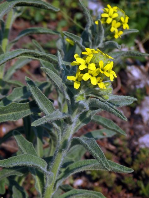 3_BrukvovitéFibigia clypeata (L.) Medik.