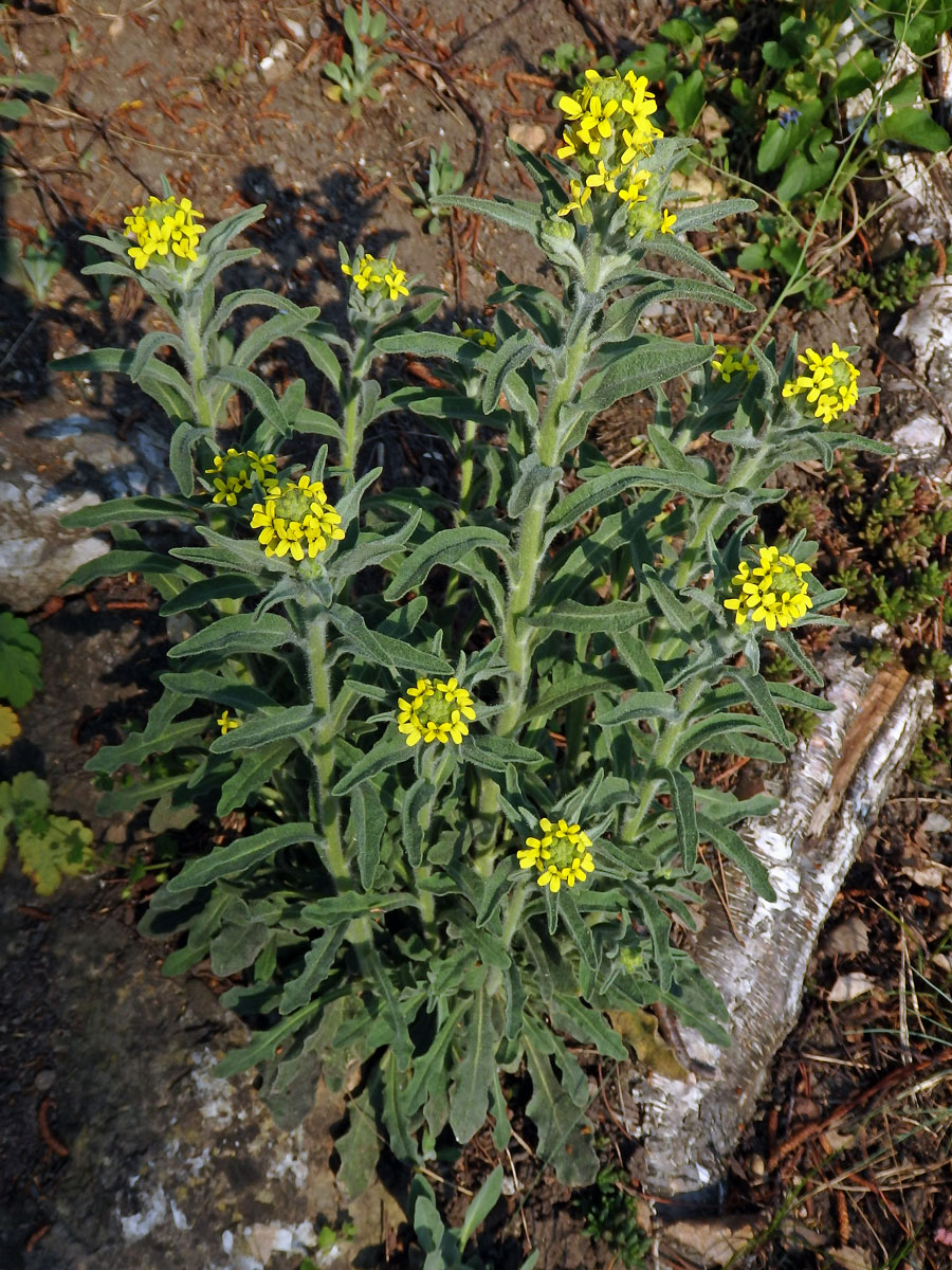 Fibigia clypeata (L.) Medik.