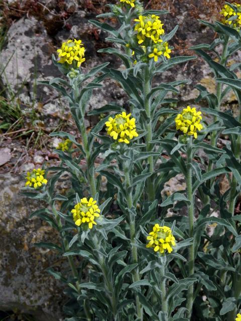 Fibigia clypeata (L.) Medik.