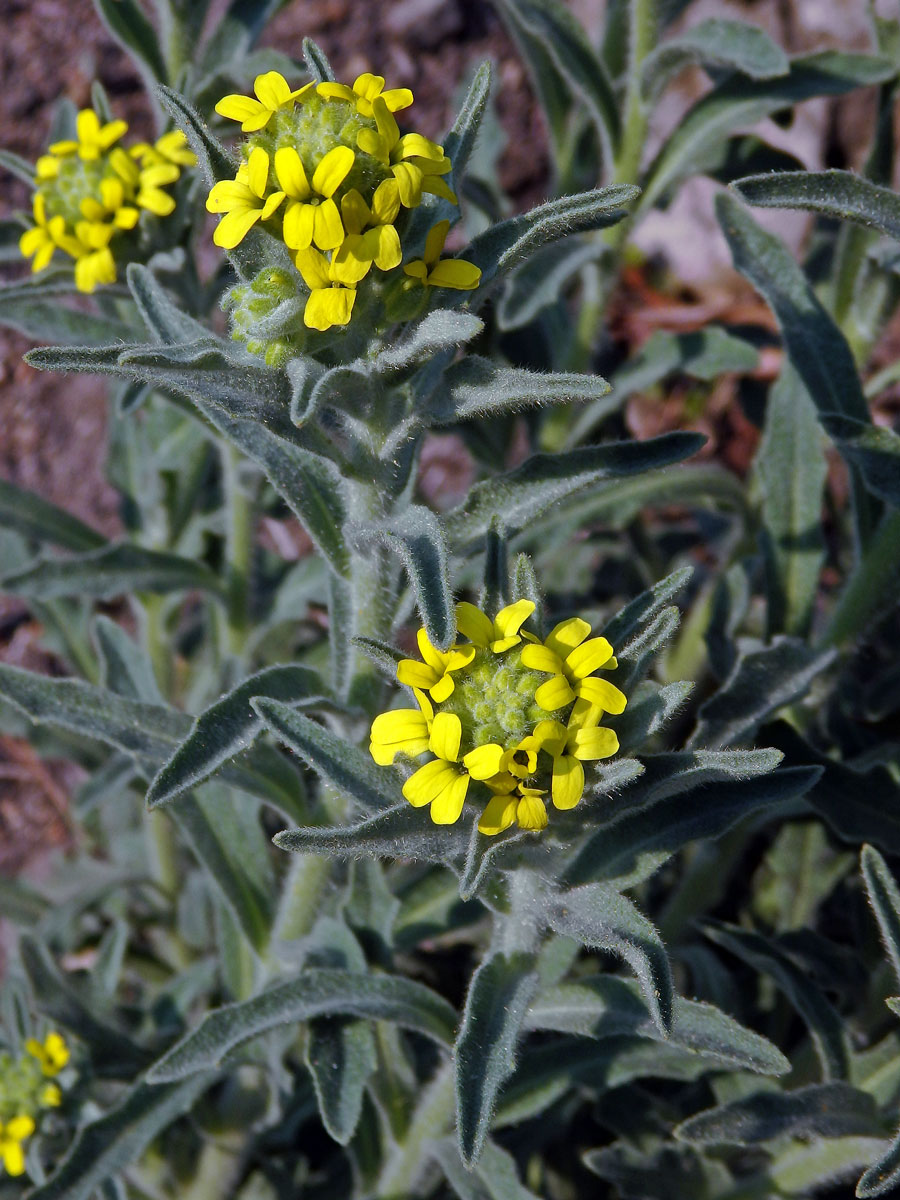 Fibigia clypeata (L.) Medik.