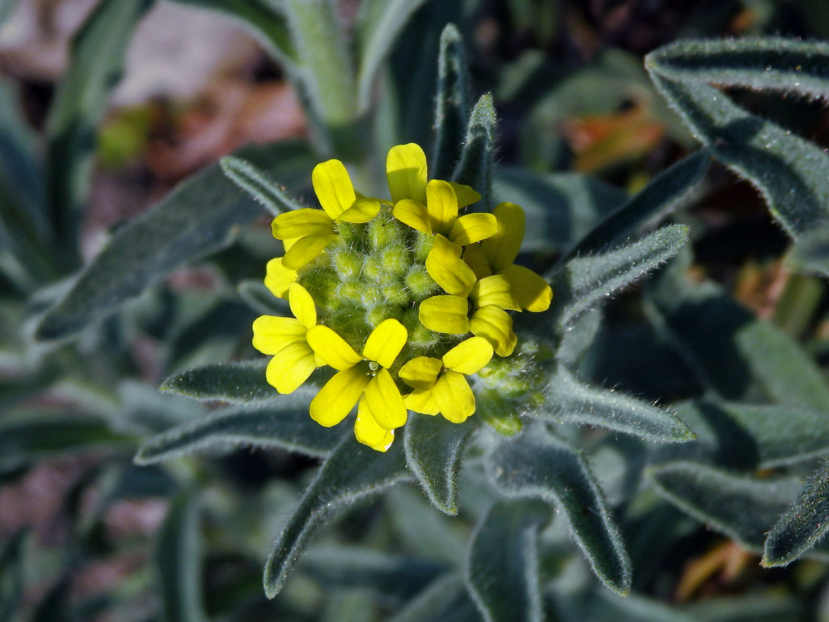 Fibigia clypeata (L.) Medik.