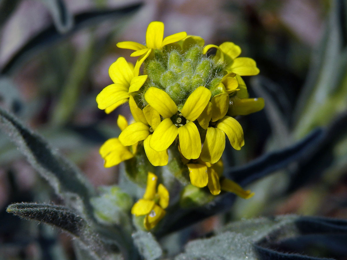 Fibigia clypeata (L.) Medik.