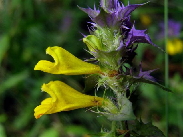 Černýš hajní (Melampyrum nemorosum L.)