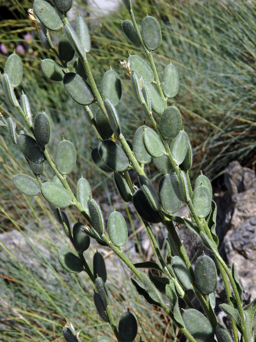 Fibigia clypeata (L.) Medik.