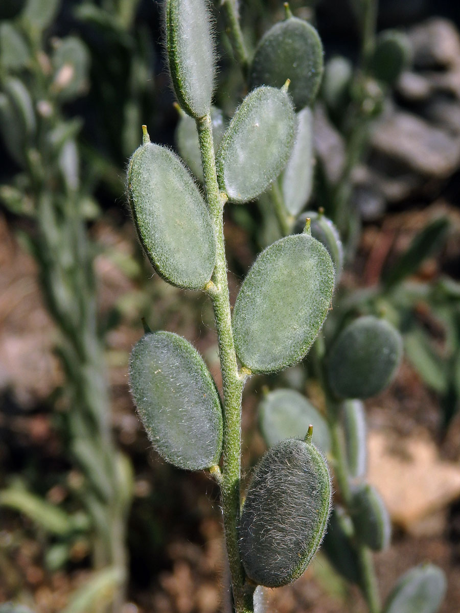 Fibigia clypeata (L.) Medik.