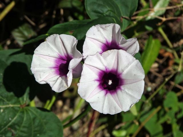 Povijnice jedlá (Ipomoea batatas (L.) Poir.)