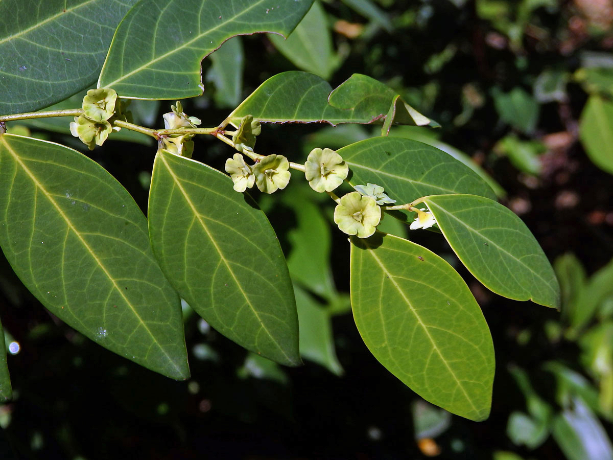 Breynia fruticosa (L.) Hook