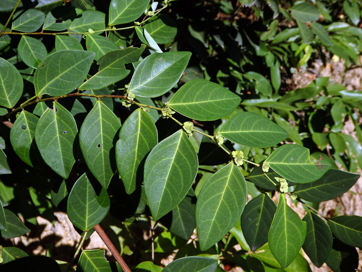 Breynia fruticosa (L.) Hook