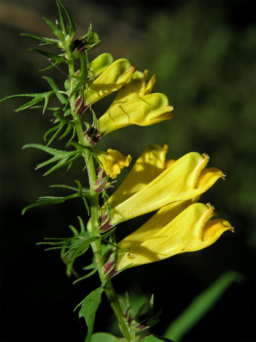 Černýš luční (Melampyrum pratense L.)