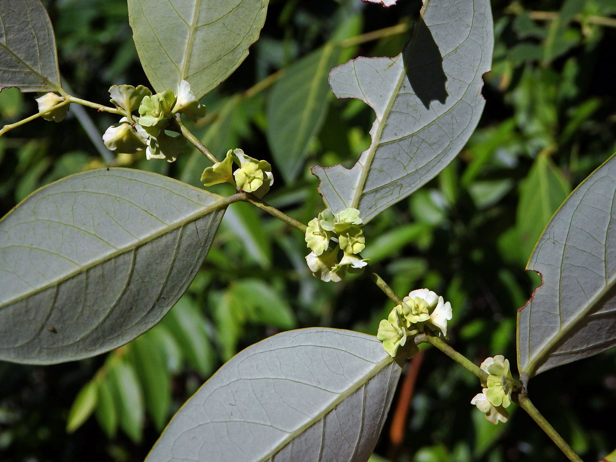 Breynia fruticosa (L.) Hook