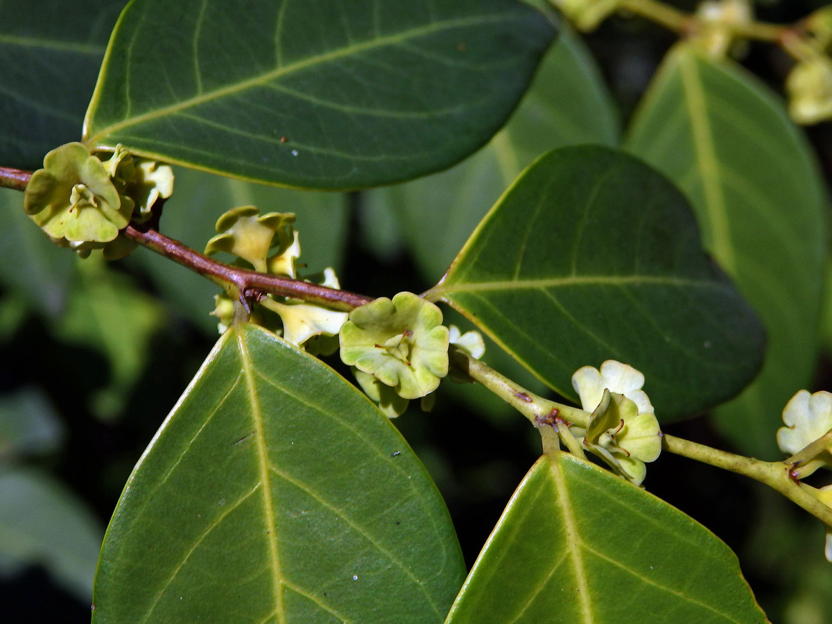 Breynia fruticosa (L.) Hook