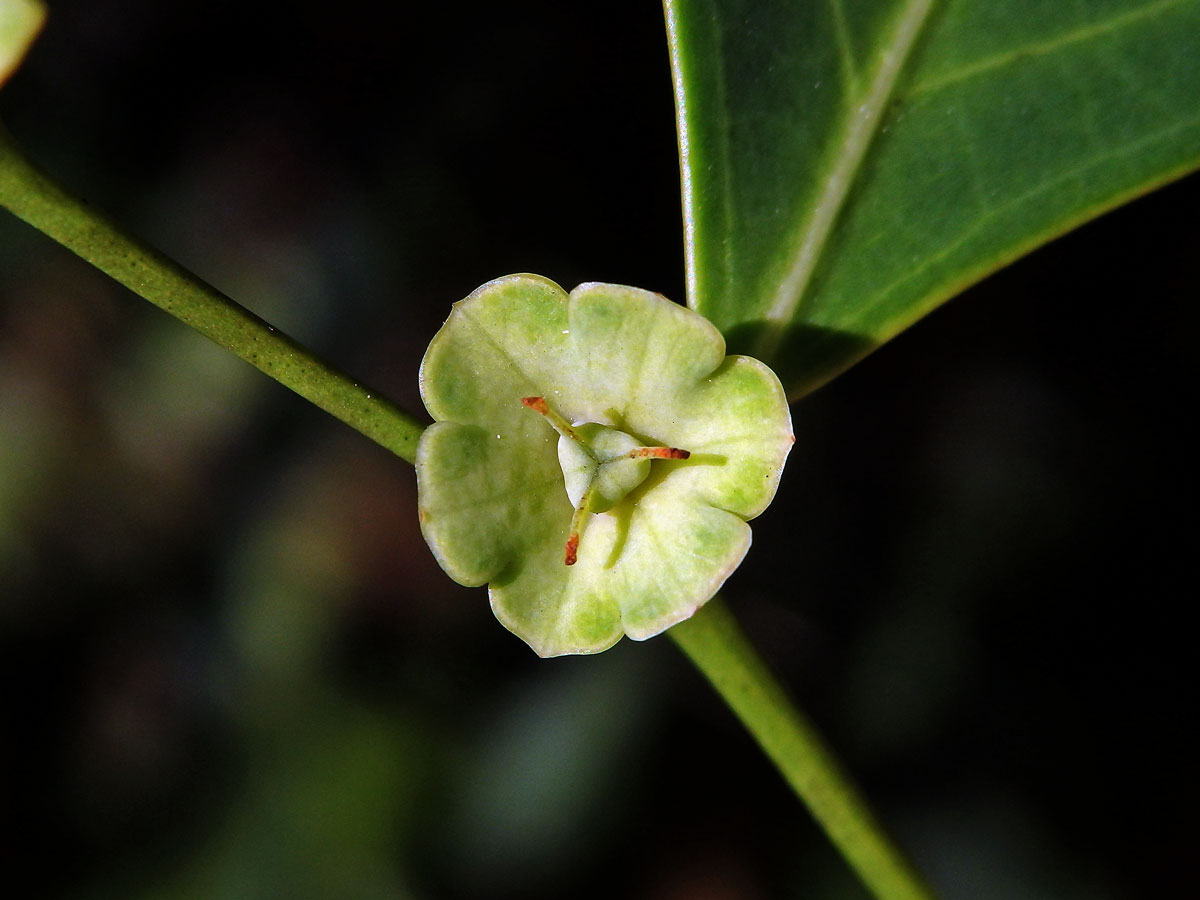 Breynia fruticosa (L.) Hook