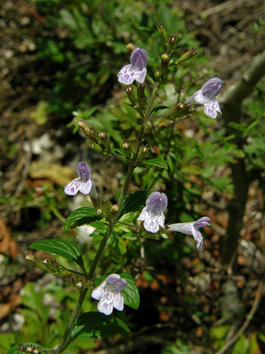 Drobnozel douškolistý (Micromeria thymifolia (Scop.) Fritsch)