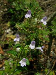 Drobnozel douškolistý (Micromeria thymifolia (Scop.) Fritsch)