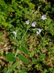 Drobnozel douškolistý (Micromeria thymifolia (Scop.) Fritsch)