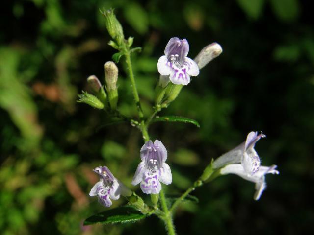 Drobnozel douškolistý (Micromeria thymifolia (Scop.) Fritsch)