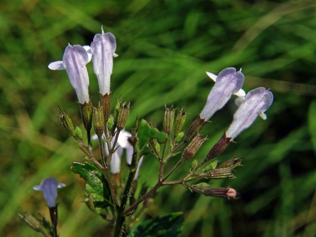 Drobnozel douškolistý (Micromeria thymifolia (Scop.) Fritsch)