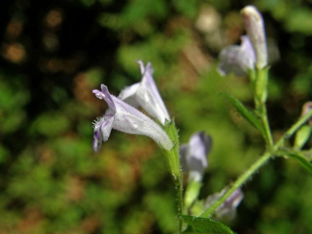 Drobnozel douškolistý (Micromeria thymifolia (Scop.) Fritsch)