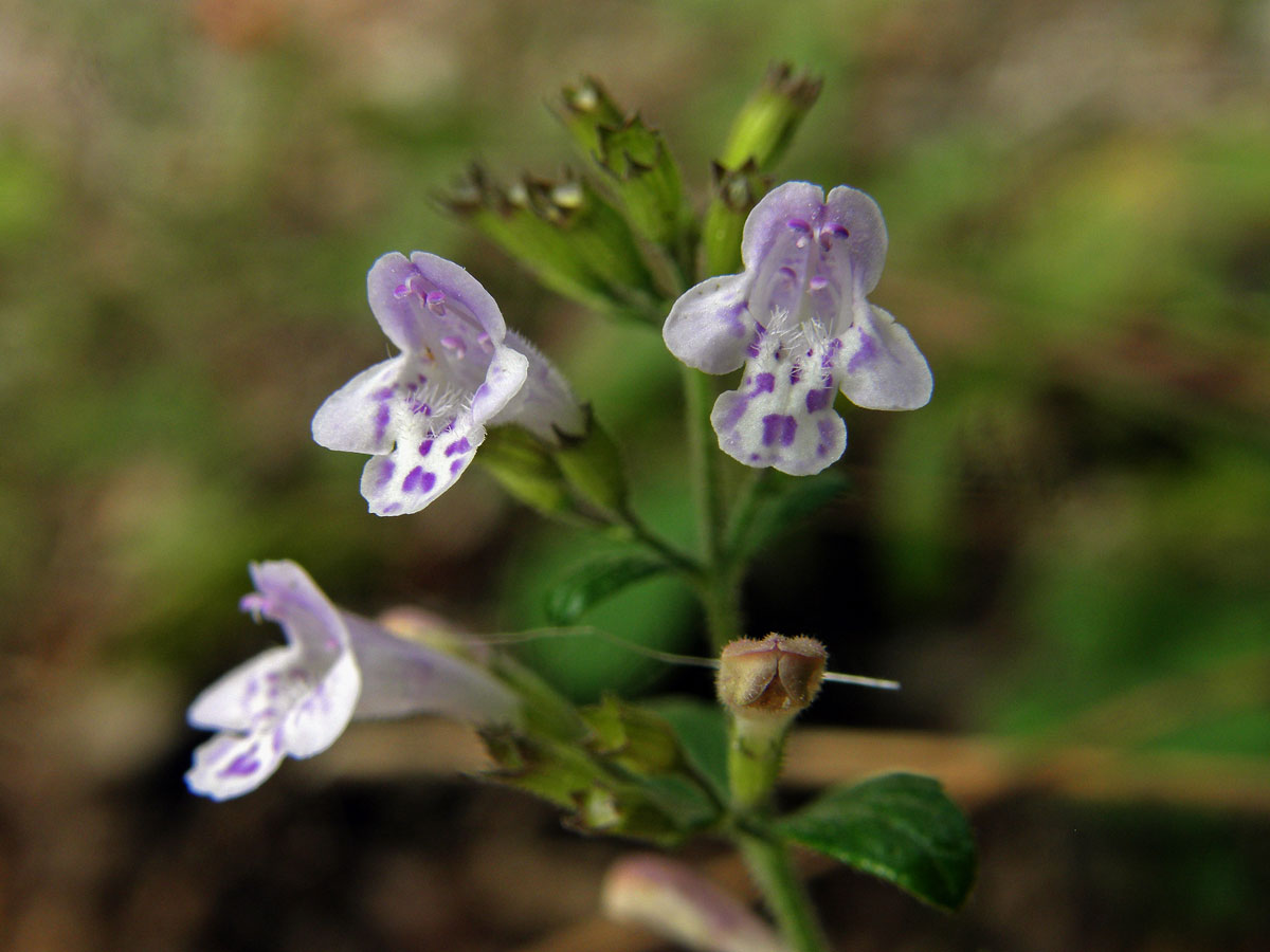 Drobnozel douškolistý (Micromeria thymifolia (Scop.) Fritsch)