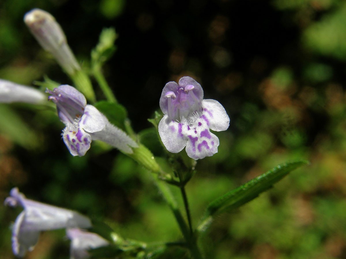 Drobnozel douškolistý (Micromeria thymifolia (Scop.) Fritsch)