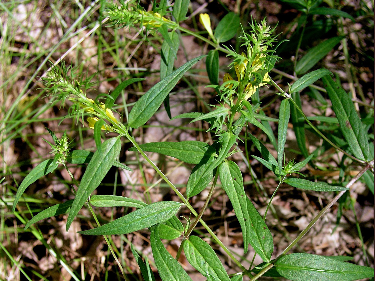 Černýš luční (Melampyrum pratense L.)