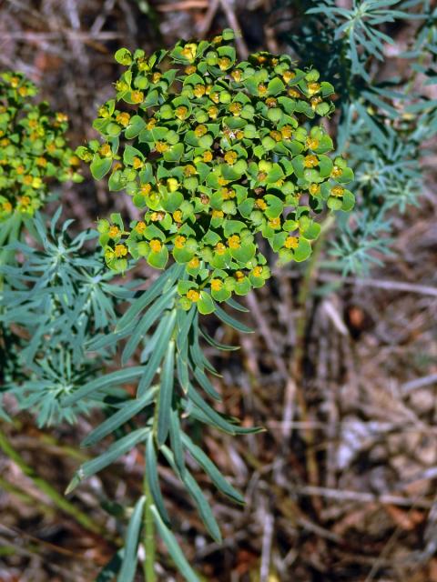 Pryšec sivý (Euphorbia seguieriana Necker)