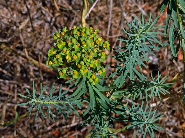 Pryšec sivý (Euphorbia seguieriana Necker)