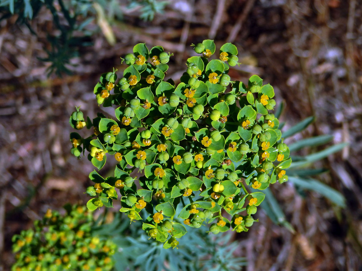 Pryšec sivý (Euphorbia seguieriana Necker)