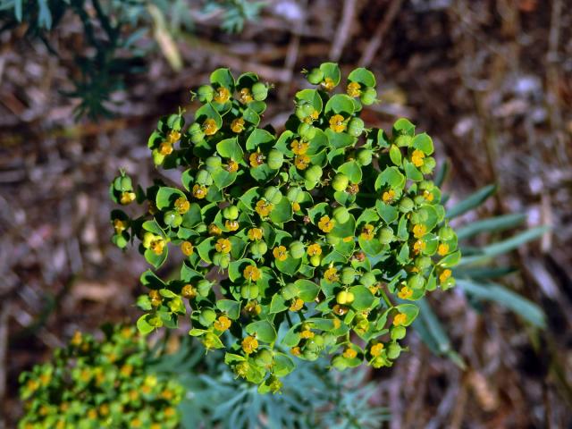 Pryšec sivý (Euphorbia seguieriana Necker)