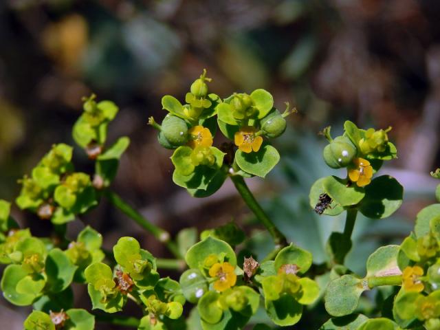 Pryšec sivý (Euphorbia seguieriana Necker)