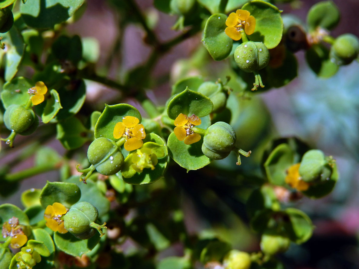 Pryšec sivý (Euphorbia seguieriana Necker)