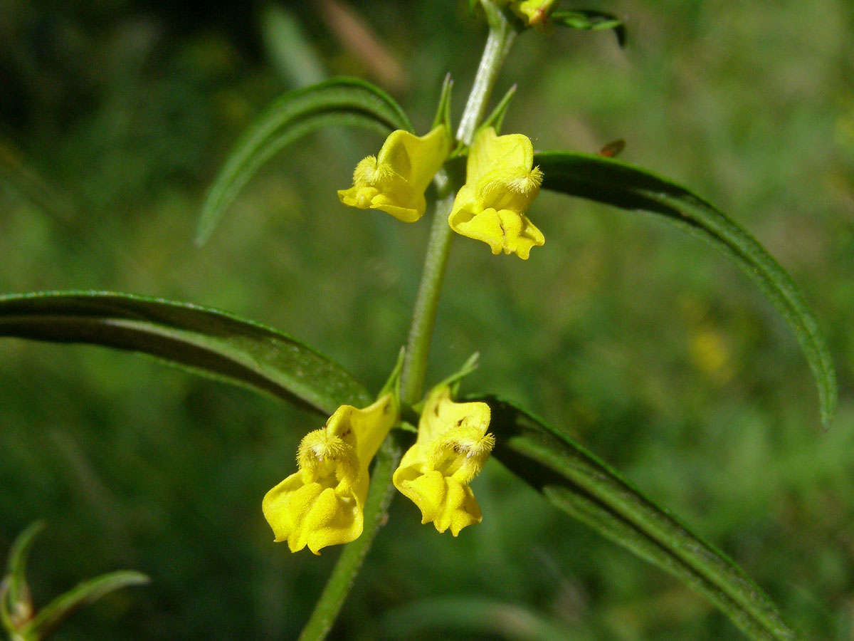 Černýš luční (Melampyrum pratense L.)