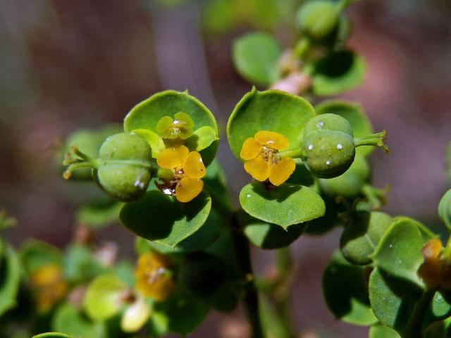 Pryšec sivý (Euphorbia seguieriana Necker)