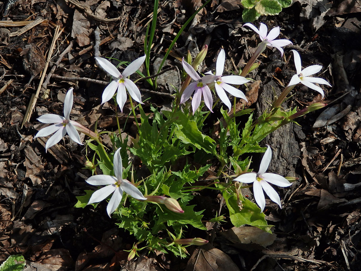 Isotoma axillaris Lindl.