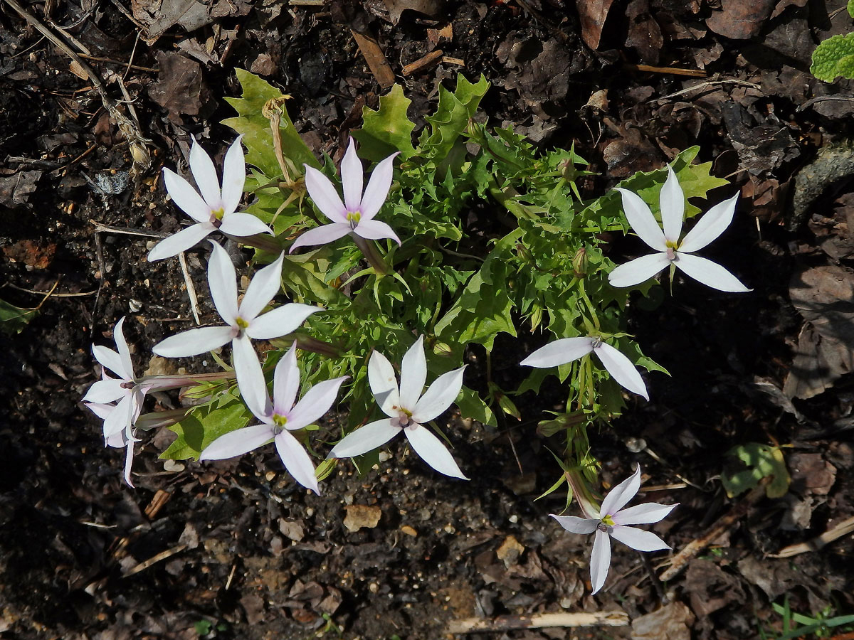 Isotoma axillaris Lindl.