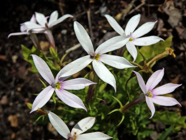 Isotoma axillaris Lindl.