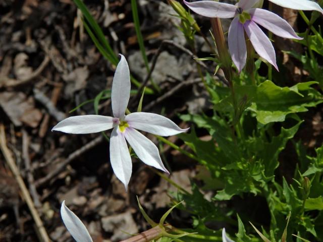 Isotoma axillaris Lindl.