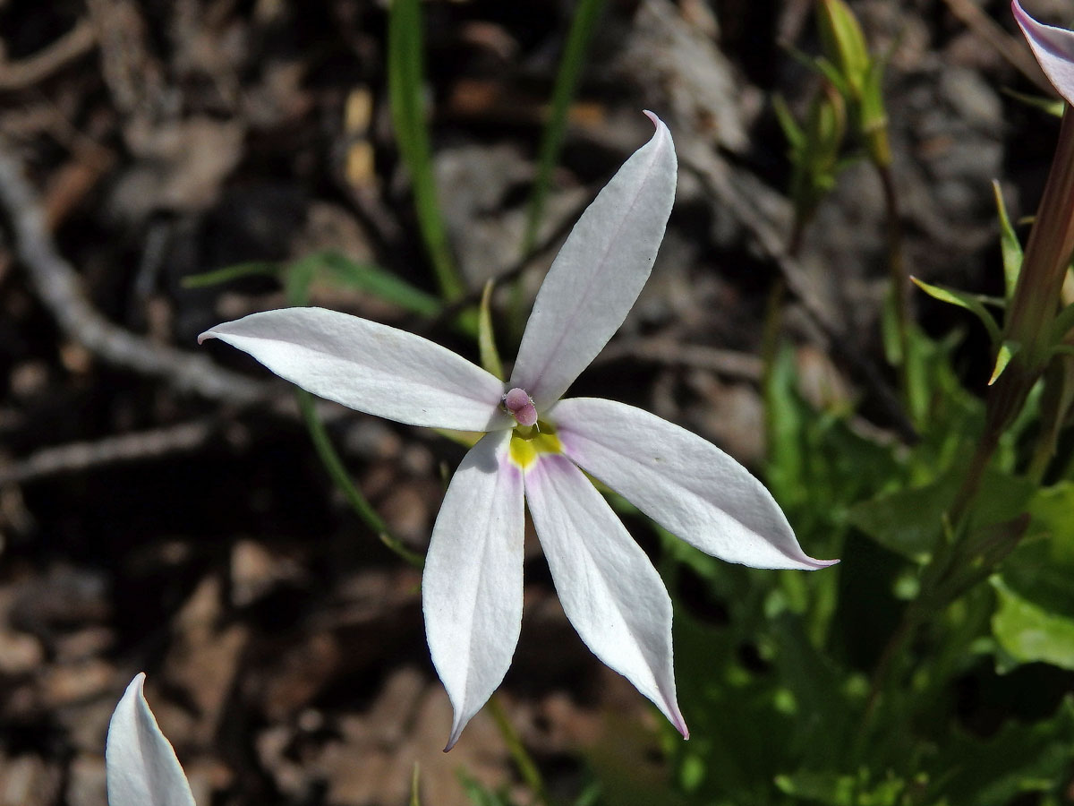 Isotoma axillaris Lindl.