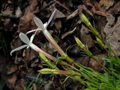 Isotoma axillaris Lindl.