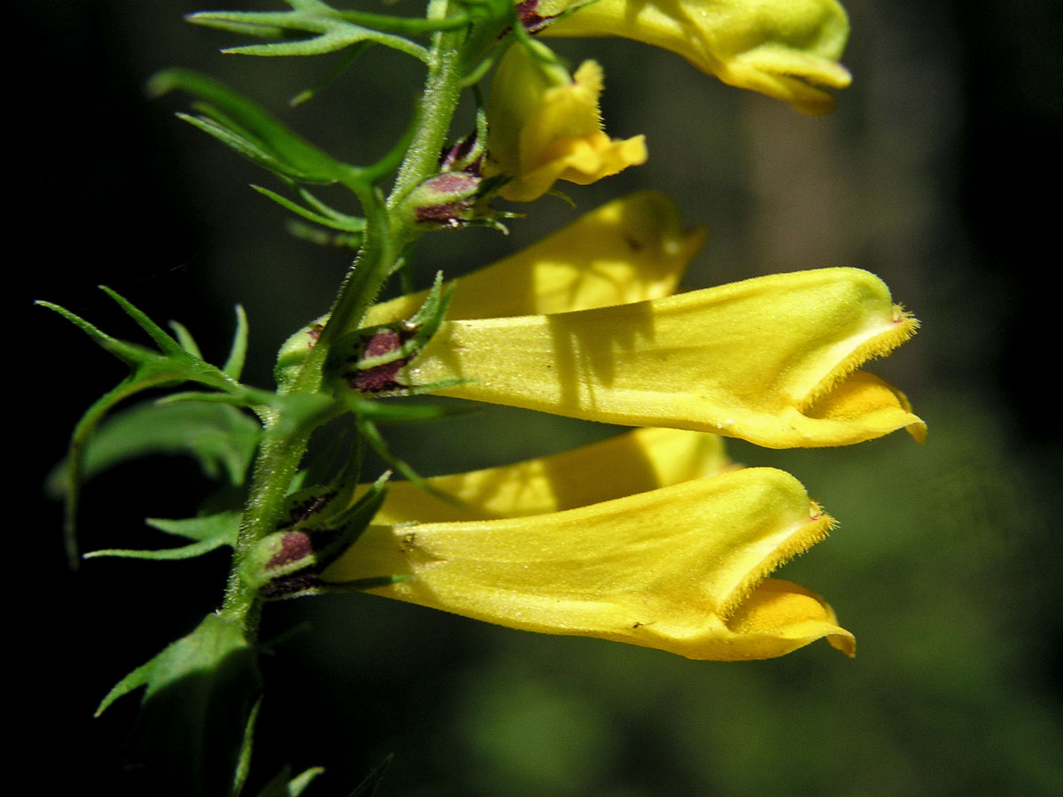 Černýš luční (Melampyrum pratense L.)