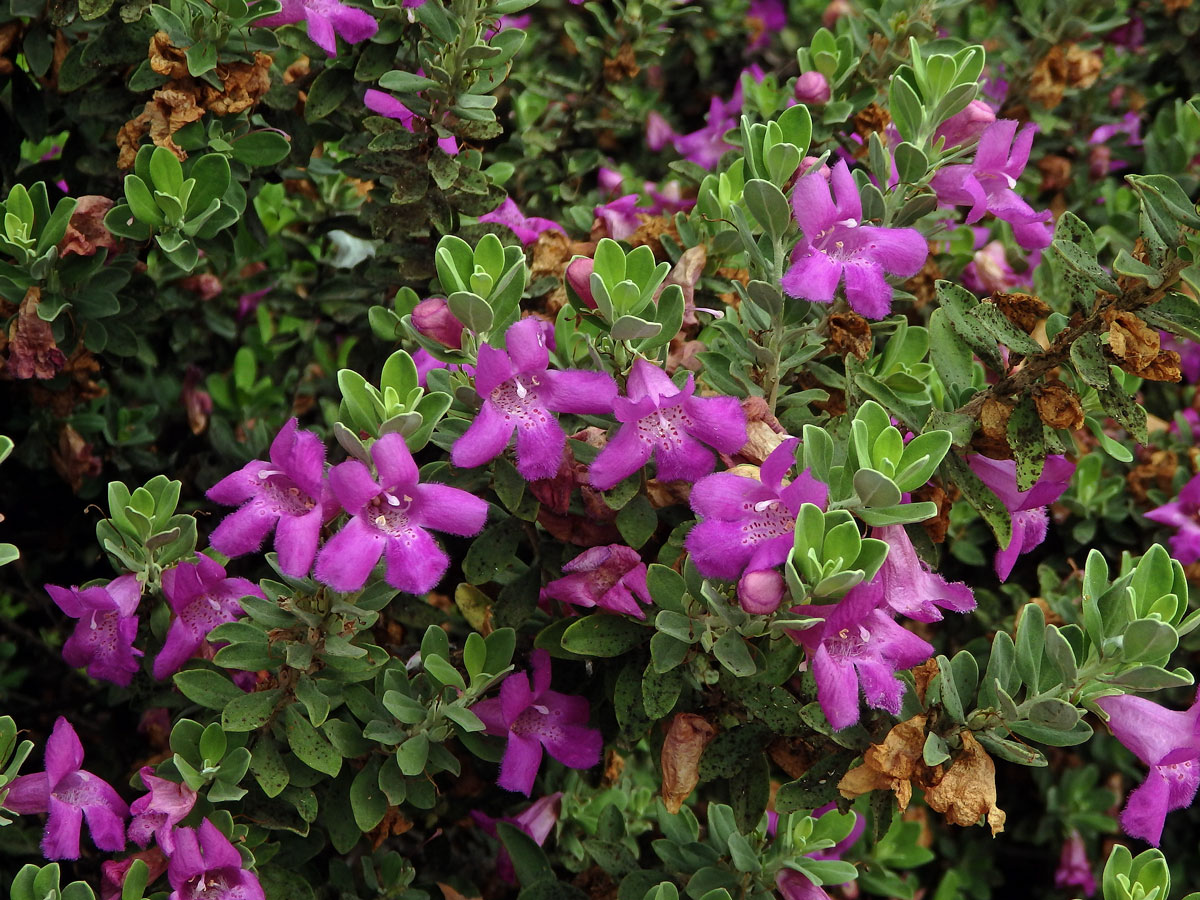 Leucophyllum frutescens (Berl.) I. M. Johnston