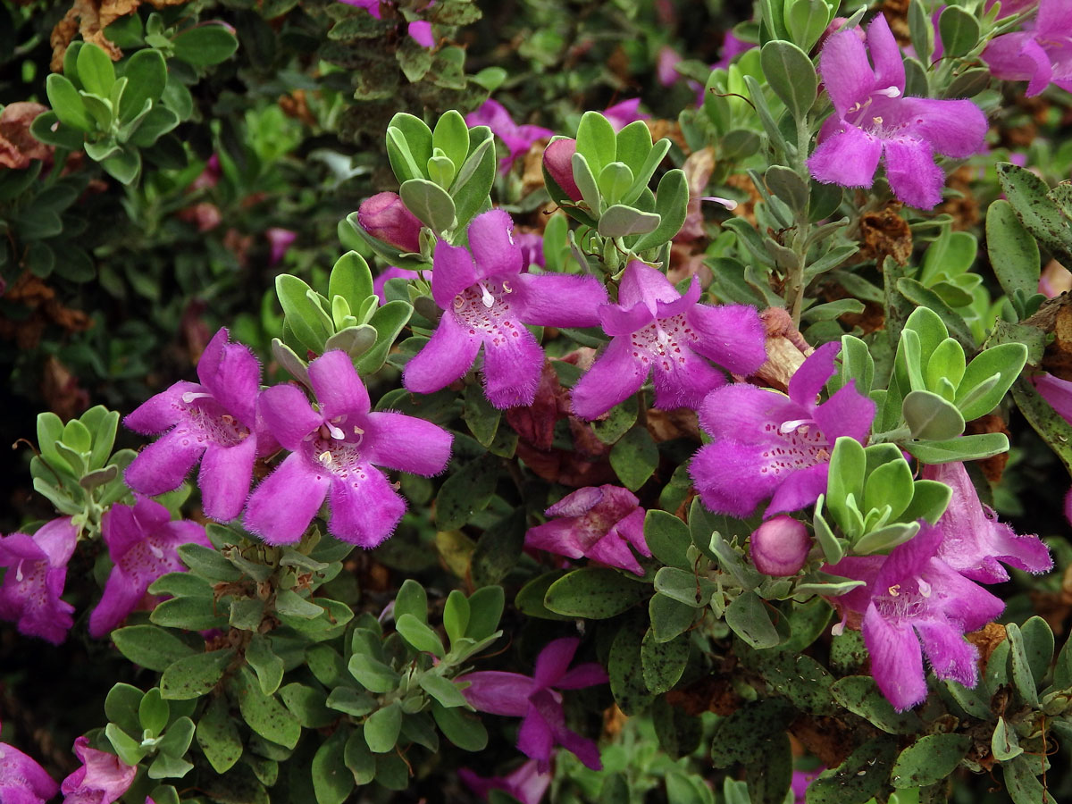 Leucophyllum frutescens (Berl.) I. M. Johnston