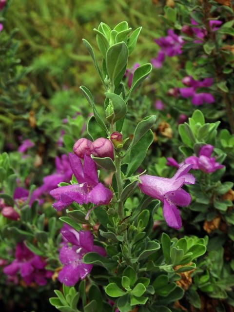 Leucophyllum frutescens (Berl.) I. M. Johnston