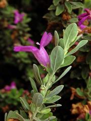 Leucophyllum frutescens (Berl.) I. M. Johnston