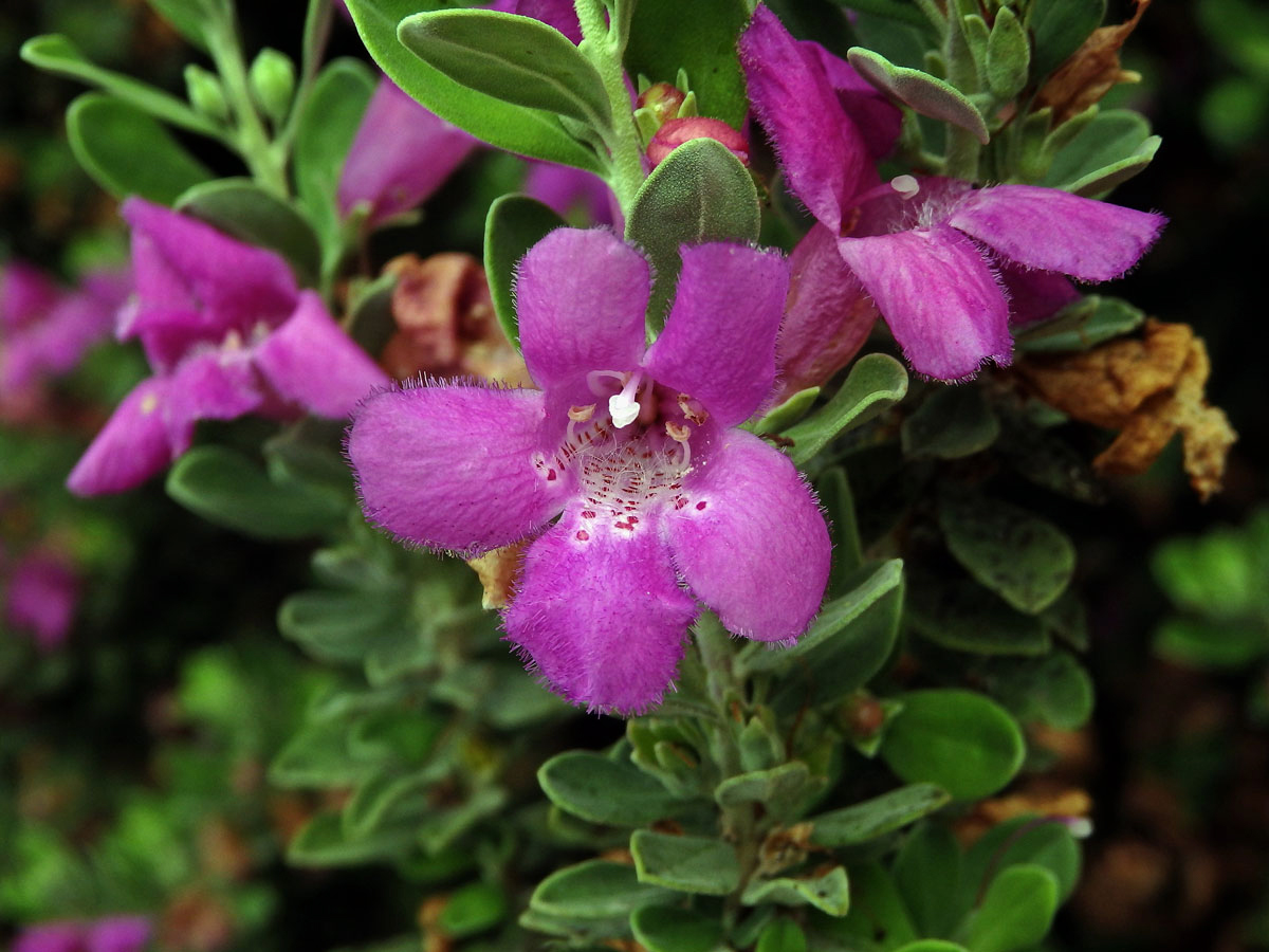 Leucophyllum frutescens (Berl.) I. M. Johnston