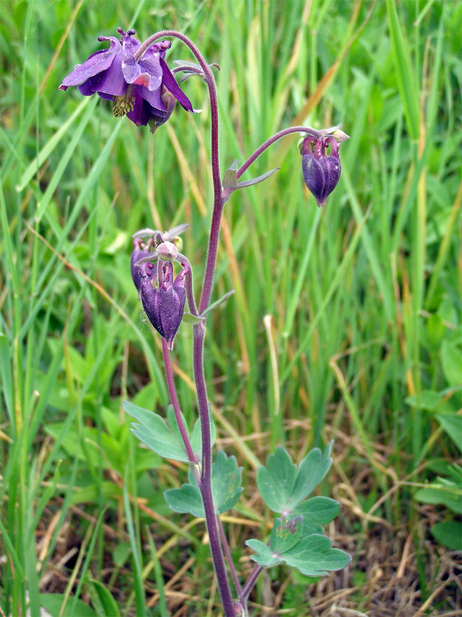 Orlíček obecný (Aquilegia vulgaris L.)