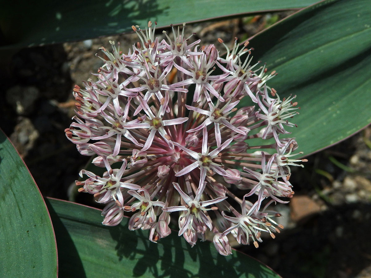 Česnek karatavský (Allium karataviense Regel)