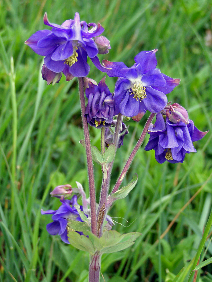 Orlíček obecný (Aquilegia vulgaris L.)