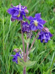 Orlíček obecný (Aquilegia vulgaris L.)